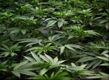 A restrição que existe, comenta, é comprovar que a finalidade será específica para o uso medicinal e individual.
