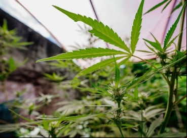 Quanto ao uso medicinal, por outro lado, já há uma longa jurisprudência com decisões individuais e coletivas.