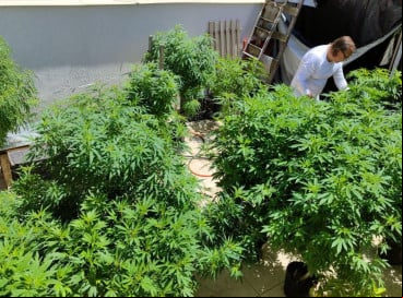 No entanto, há duas exceções: o uso ritualístico-religioso e o uso medicinal.