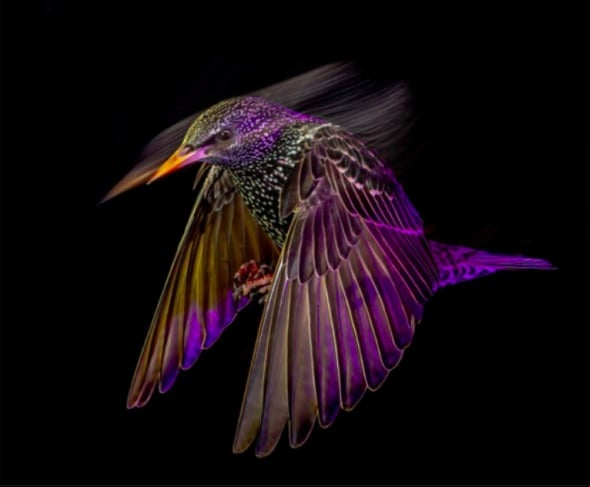 O British Wildlife Photography Awards (Prêmio Britânico de Fotografia da Vida Selvagem) celebra imagens surpreendentes da natureza, registradas por fotógrafos amadores e profissionais.  