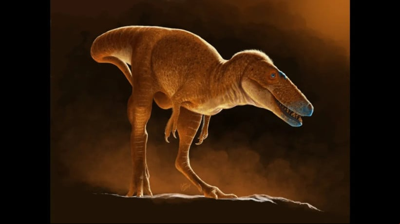 Fóssil achado na Mongólia é o parente mais próximo do T. rex já identificado, mudando ideia de que esses predadores surgiram só na América do Norte